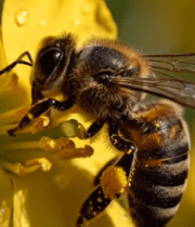 蜜蜂采蜜微距画面8147#横屏 