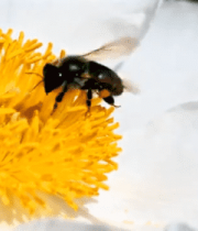 蜜蜂于白色花朵上采蜜14239#横屏 