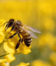 蜜蜂采蜜于油菜花海14383#横屏 