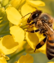 	 蜜蜂在油菜花上采蜜3089#横屏 