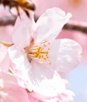 蜜蜂采蜜樱花特写8154#横屏 