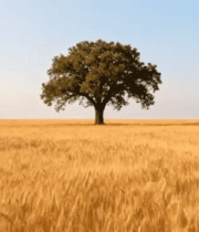 麦田中一棵孤树立于蓝天之下5417#横屏 