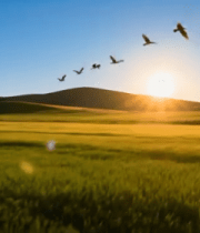 麦田飞鸟日落自然风光8981#横屏 