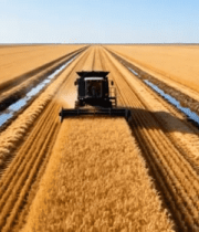 麦田中收割机作业场景14074#横屏 