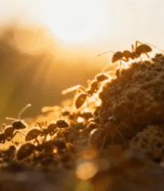 蚂蚁聚集特写画面13259#横屏 