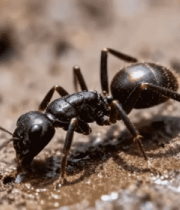 蚂蚁微距特写画面5340#横屏 