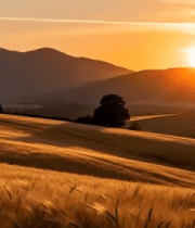 麦田夕阳自然风光素材3181#横屏 