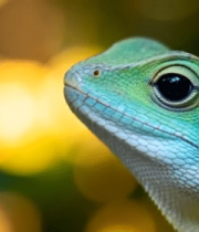绿色蜥蜴特写画面13855#横屏 