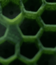 绿色蜂巢状植物结构特写3862#横屏 