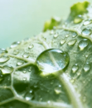 绿叶上晶莹的水滴特写(3)11102#横屏 
