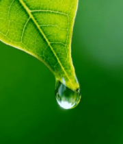 绿叶上悬垂的晶莹水滴14436#横屏 