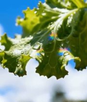 绿叶水珠特写14689#横屏 