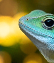 绿色蜥蜴特写画面13855#横屏 
