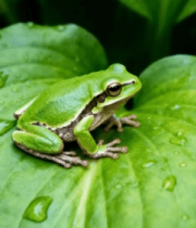 绿叶上的青蛙特写1933#横屏 