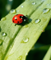 绿叶上的瓢虫特写1097#横屏 