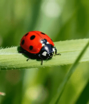 	 绿叶上的七星瓢虫微距画面14965#横屏 