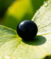 	 绿叶上的黑色球体与水珠5590#横屏 