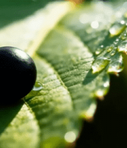 绿叶上的黑色果实特写12165#横屏 