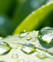 绿叶上晶莹的水滴特写(4)14474#横屏 