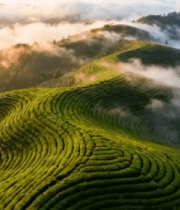 云雾缭绕的茶山风光10237#横屏 