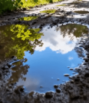 林间泥路积水与绿植景象8175#横屏 