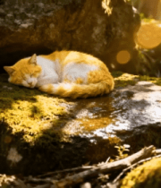 林间石头上睡觉的猫咪1554#横屏 