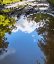 林间泥路积水与绿植景象8175#横屏 