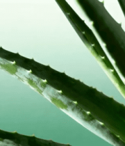 芦荟植物近景特写7265#横屏 