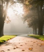 林间小道秋日阳光洒落景象10204#横屏 