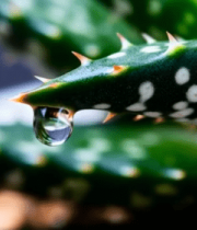 芦荟叶尖水滴特写14191#横屏 