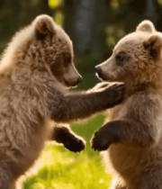 两只小熊在草地上互动14454#横屏 