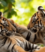 两只小老虎互动玩耍场景13058#横屏 