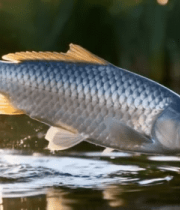 鲤鱼跃出水面瞬间10395#横屏 