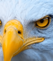 老鹰头部特写素材(1)10235#横屏 
