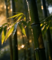 阳光照耀下的竹林景致761#横屏 