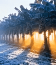 阳光照耀下的香蕉种植园541#横屏 