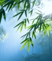 阳光照耀下的竹林景象(1)14069#横屏 