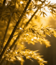 阳光照耀下的竹林特写10234#横屏 