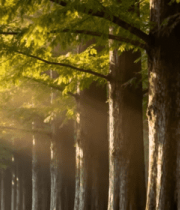 阳光照耀下的树林景象5819#横屏 