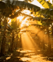 阳光照耀下的香蕉林景象5007#横屏 