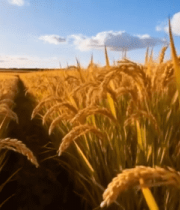 金黄色稻田自然风光素材14259#横屏 