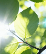 阳光照射下的绿叶特写1742#横屏 