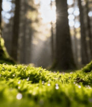 阳光照耀下的森林地面景观8406#横屏 
