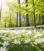阳光照耀下的森林花草景象7283#横屏 