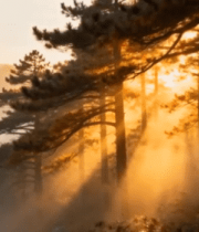 阳光照耀下的森林树木景观2697#横屏 