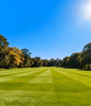 阳光照耀下的草地树林景观13291#横屏 