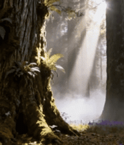 阳光照耀下的森林景象(1)7295#横屏 