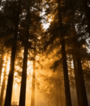 阳光照耀下的森林树木景象3136#横屏 