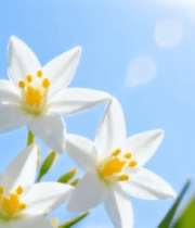 阳光下绽放的白色小花13878#横屏 