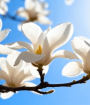 阳光下绽放的白玉兰14391#横屏 